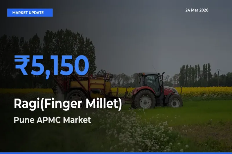 Pune APMC Tops Ragi(Finger Millet) Mandi Rates Today