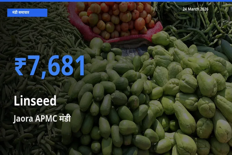 24 March अपडेट: अलसी के सबसे ऊँचे दाम Jaora APMC मंडी में