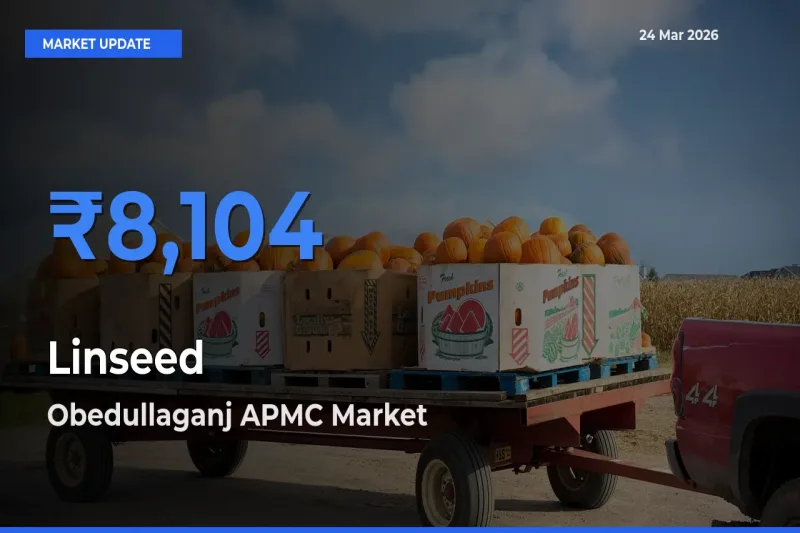 Obedullaganj APMC Tops Linseed Rates – March 24 Market Update