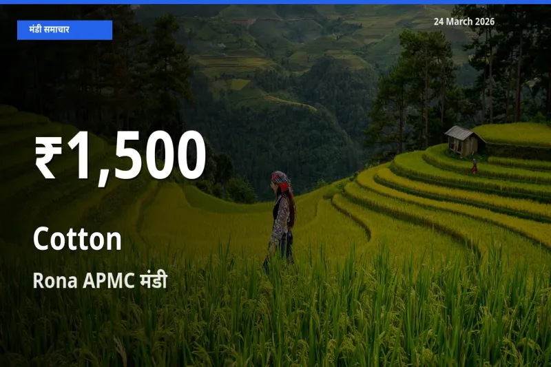 तेज़ गिरावट! Rona APMC में कपास के दाम 30 दिन के निचले स्तर पर