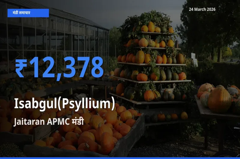 आज इसबगोल के सबसे ऊँचे दाम ₹12,378 Jaitaran APMC मंडी में