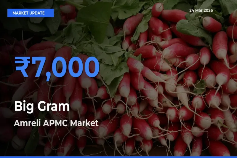 Farmers Prefer Amreli APMC as Big Gram Hits Highest Rate