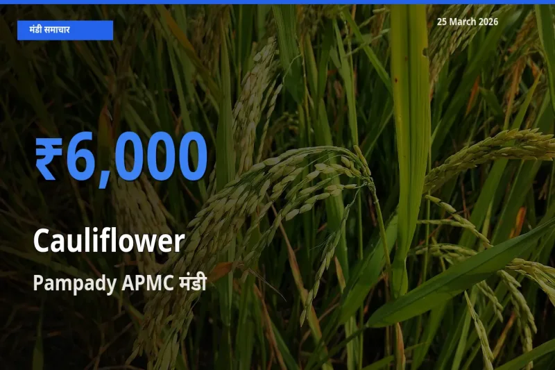 Pampady APMC मंडी में आज फूलगोभी के सबसे ऊँचे दाम दर्ज
