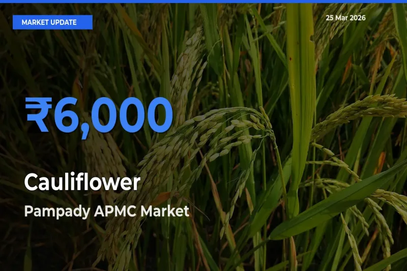 Pampady APMC Emerges as Top Mandi for Cauliflower Prices Today