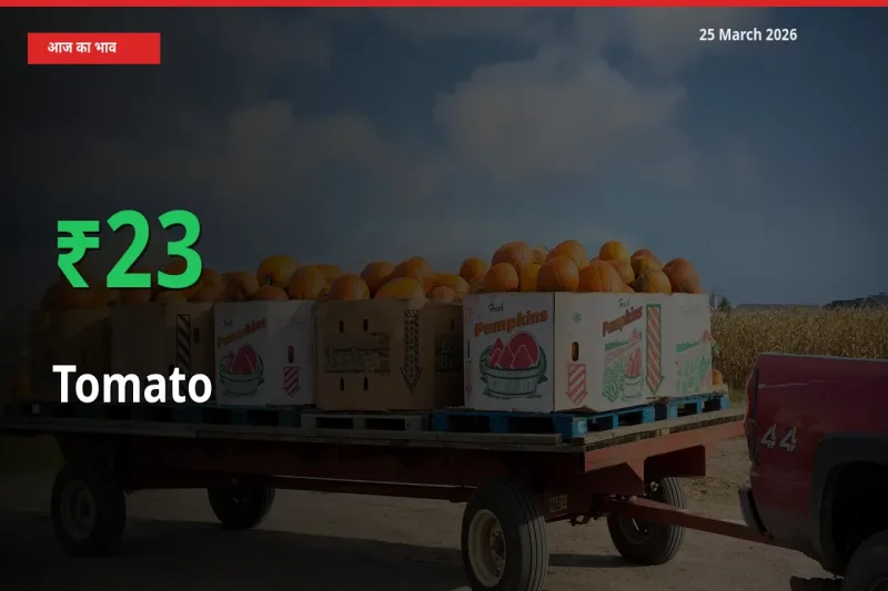 टमाटर के दाम प्रमुख मंडी में 22.77% बढ़े, 24 घंटे में बड़ा बदलाव