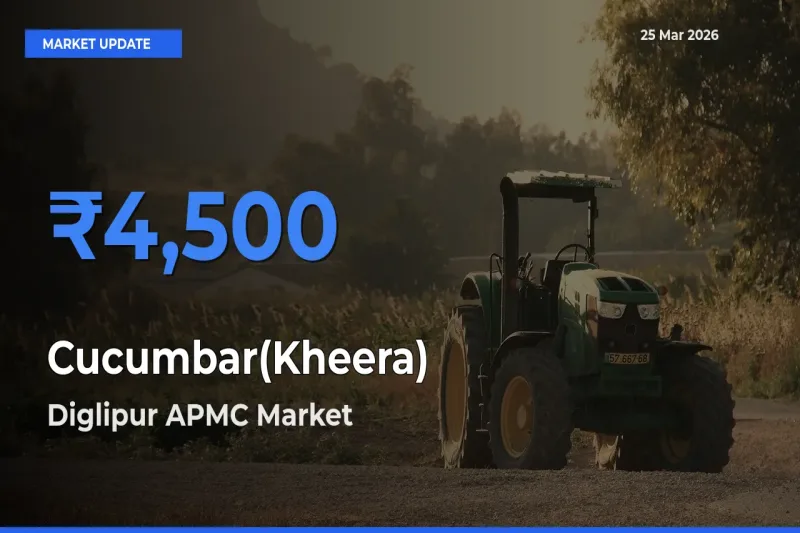Diglipur APMC Tops Cucumbar(Kheera) Rates – March 25 Market Update
