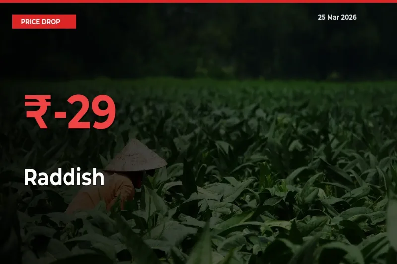 Sharp Fall! Raddish Prices Plunge 29.45% in a Day at Key Mandis