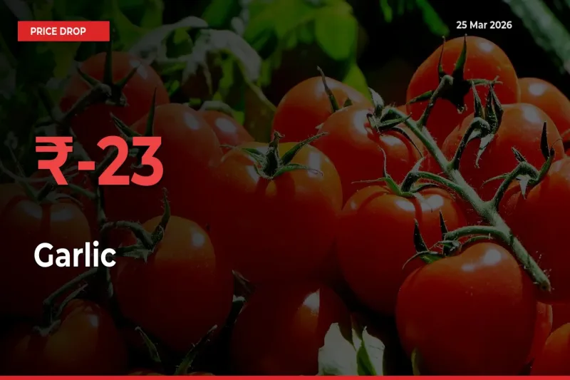 Garlic Prices Drop 22.58% – March 25 Market Update from Mandis