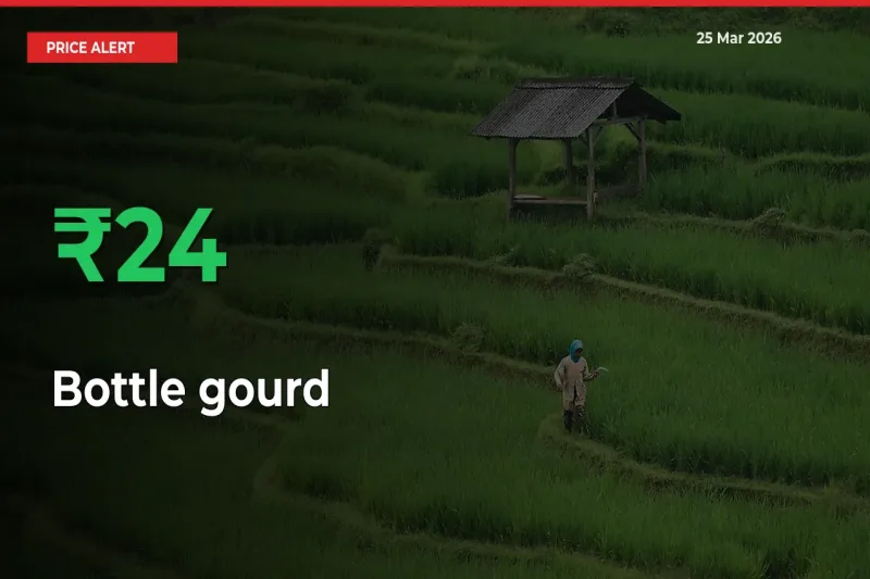 Big Rally! Bottle gourd Climbs 23.88% in 24 Hours at Top Mandis