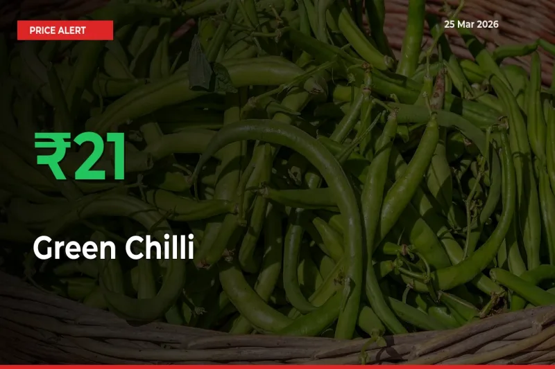 Green Chilli Rises 20.91% at Mandis