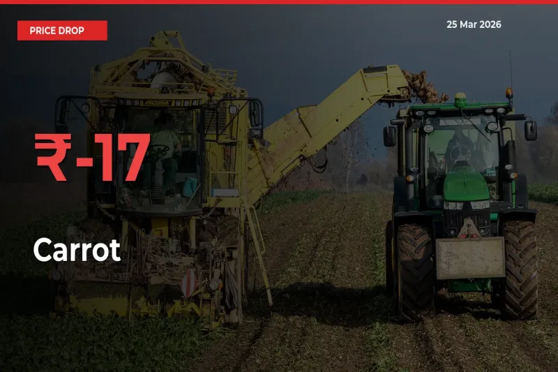 16.58% Drop in Carrot Prices – Mandi Sees Sudden Fall