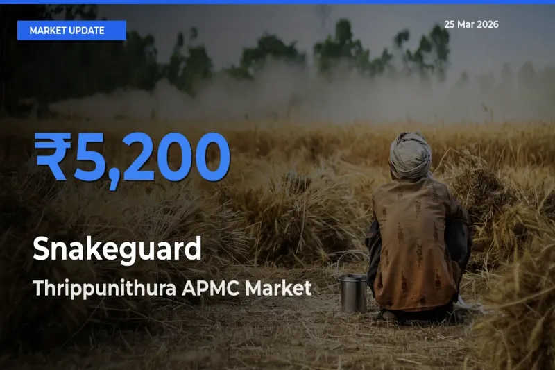 Thrippunithura APMC Records Highest ₹5,200 Rate for Snakeguard