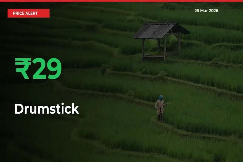 Sudden 28.99% Rally in Drumstick Prices Across Mandis