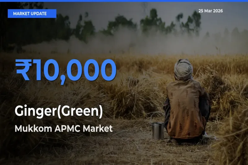 Market Watch: Mukkom APMC Becomes Top Mandi for Ginger(Green)
