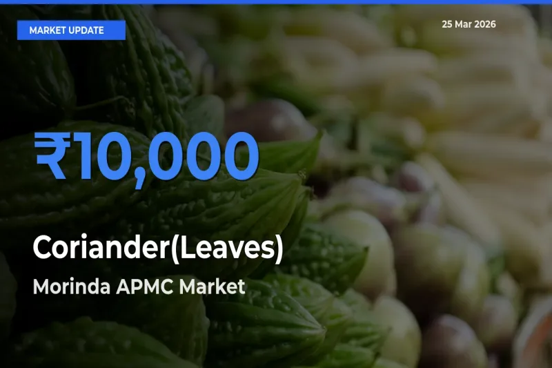 Morinda APMC Tops Coriander(Leaves) Rates – March 25 Market Update
