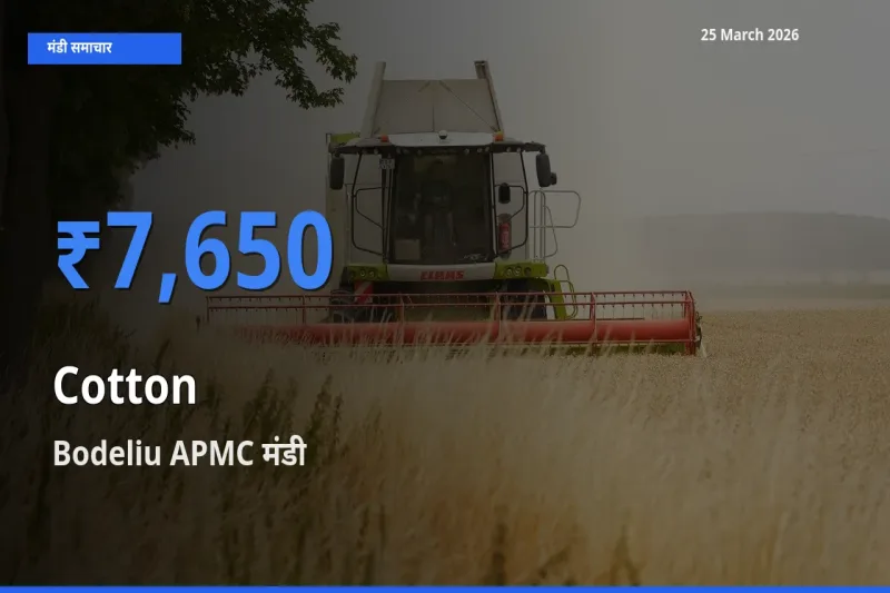 आज का मंडी भाव: कपास के सबसे ज़्यादा दाम Bodeliu APMC में