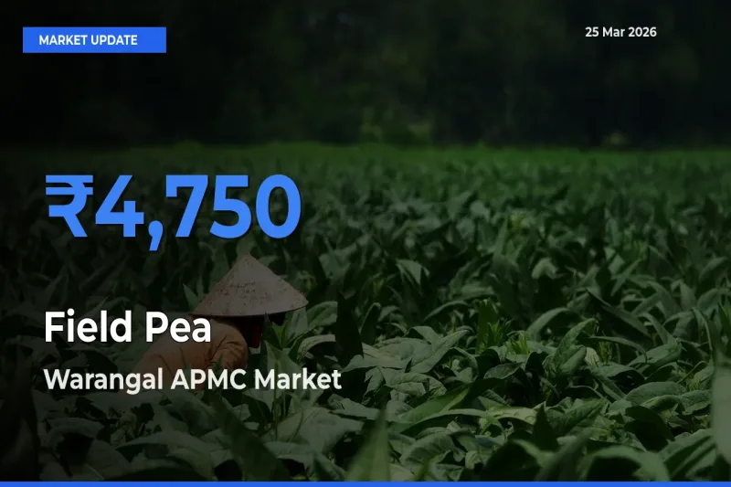 Warangal APMC Leads as Top Mandi for Field Pea Prices