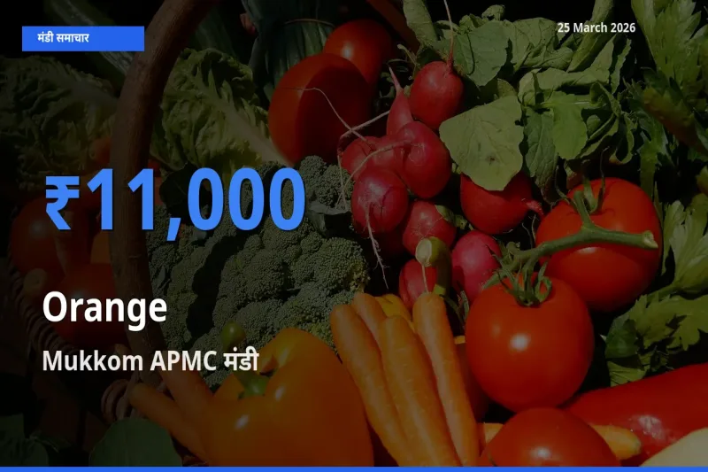 आज संतरा के सबसे ऊँचे दाम ₹11,000 Mukkom APMC मंडी में