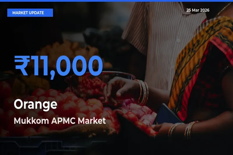 Mukkom APMC Leads as Top Mandi for Orange Prices