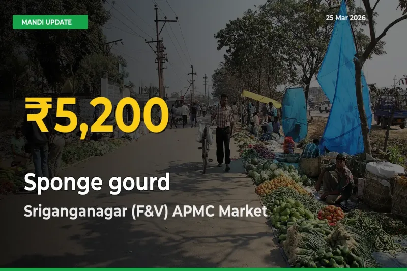 Sriganganagar (F&V) APMC Leads as Sponge gourd Hits Highest Rate – March 25 Update