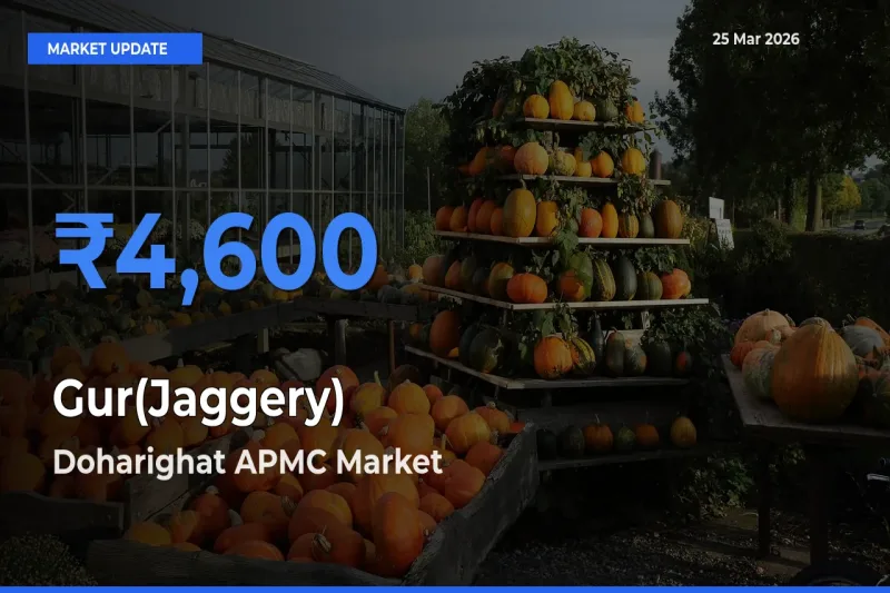 Doharighat APMC Tops Gur(Jaggery) Rates – March 25 Market Update
