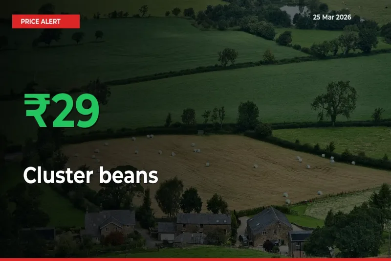 This Mandi Records 28.79% Jump in Cluster beans Prices