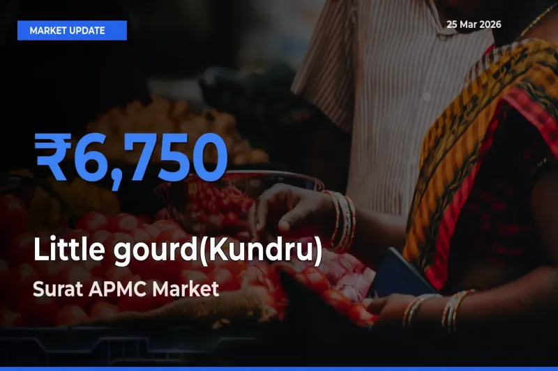 Farmers Prefer Surat APMC as Little gourd(Kundru) Hits Highest Rate
