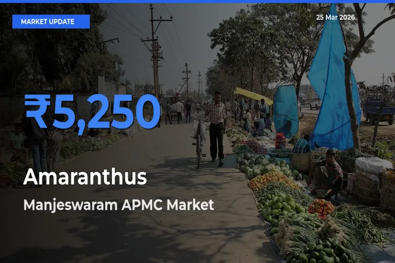 Market Watch: Manjeswaram APMC Becomes Top Mandi for Amaranthus