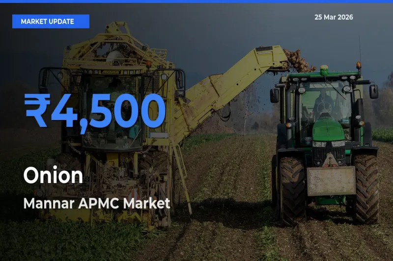 Top Performer! Mannar APMC Offers Best Onion Price Today