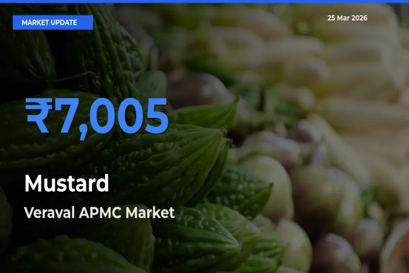 Mustard Mandi Rate Today: Veraval APMC Tops the List