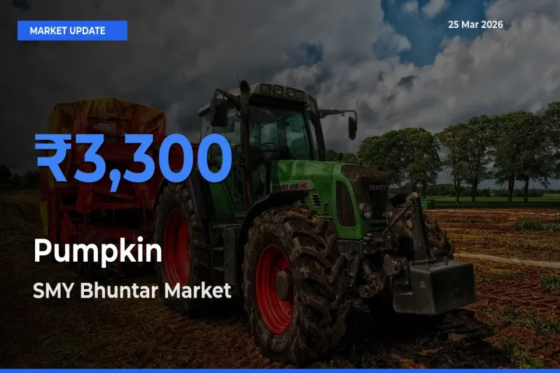Pumpkin Mandi Rate Today: SMY Bhuntar Tops the List