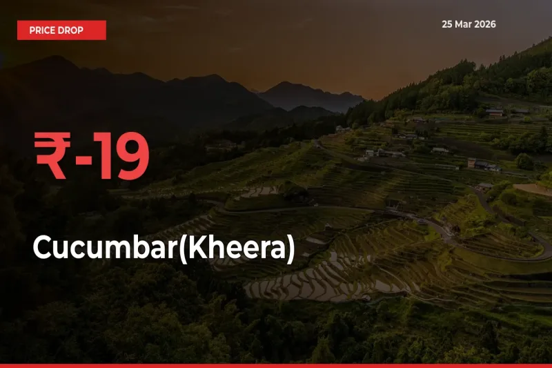 Why Cucumbar(Kheera) Prices Fell 19.02% in a Day at Mandis