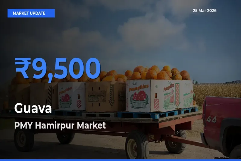 PMY Hamirpur Records Highest ₹9,500 Rate for Guava