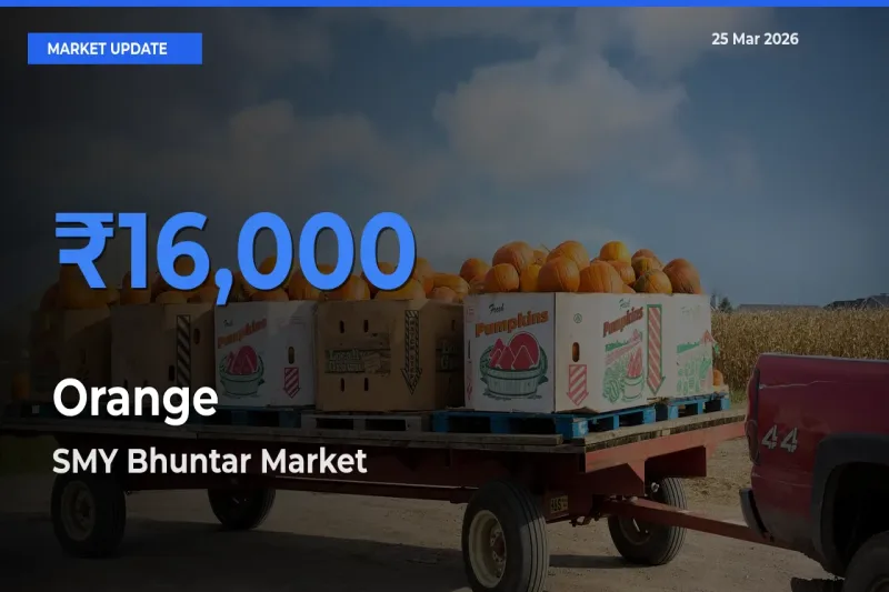 Orange Mandi Rate Today: SMY Bhuntar Tops the List