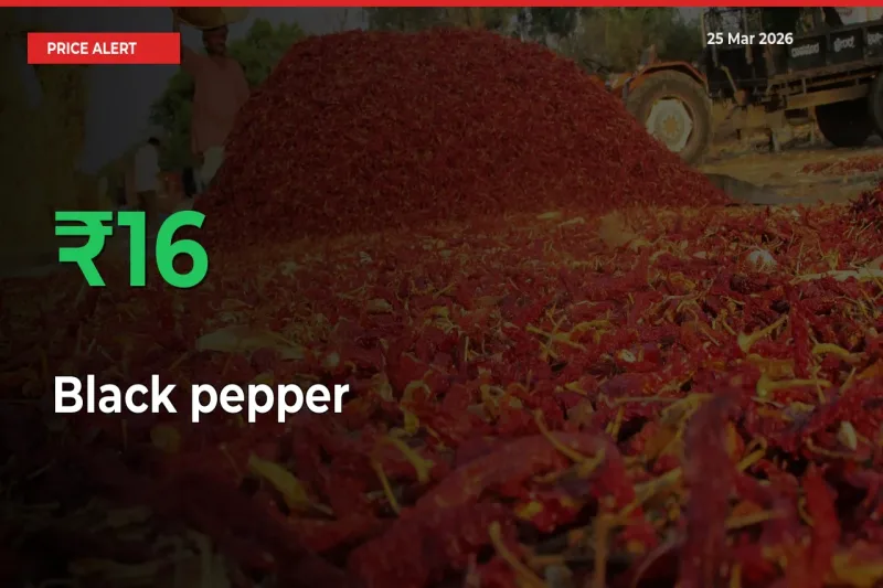 Black pepper Prices Rise 15.73% in a Day at Major Mandis