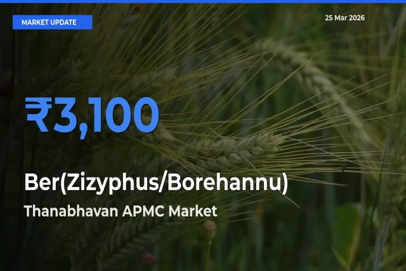 Top Performer! Thanabhavan APMC Offers Best Ber(Zizyphus/Borehannu) Price Today