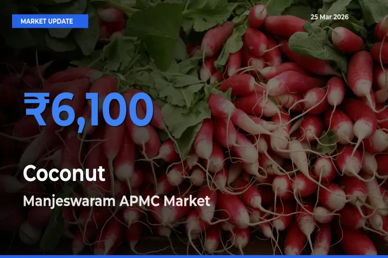 Manjeswaram APMC Leads as Top Mandi for Coconut Prices