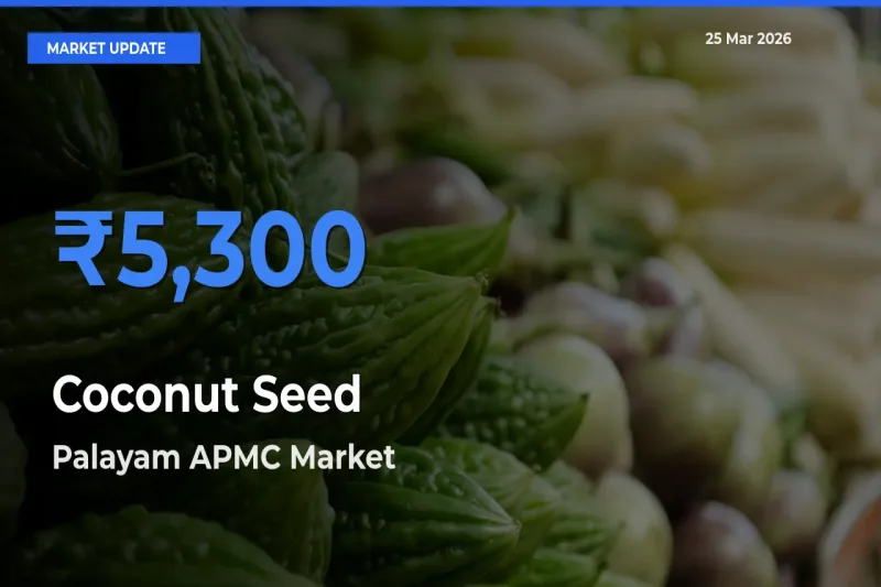 Farmers Prefer Palayam APMC as Coconut Seed Hits Highest Rate