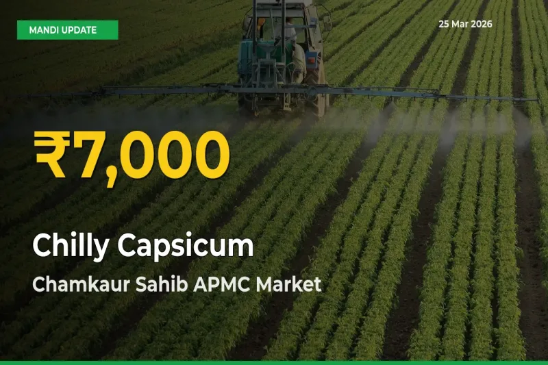 Chilly Capsicum Price Rally Continues – Chamkaur Sahib APMC Hits Fresh High Today