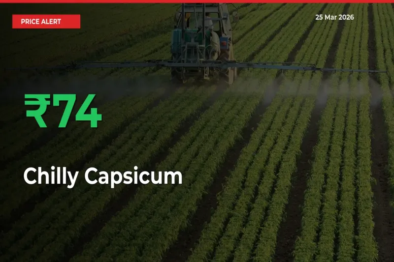 This Mandi Records 73.64% Jump in Chilly Capsicum Prices