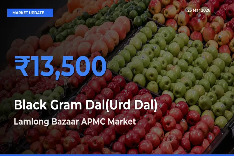 Top Performer! Lamlong Bazaar APMC Offers Best Black Gram Dal(Urd Dal) Price Today