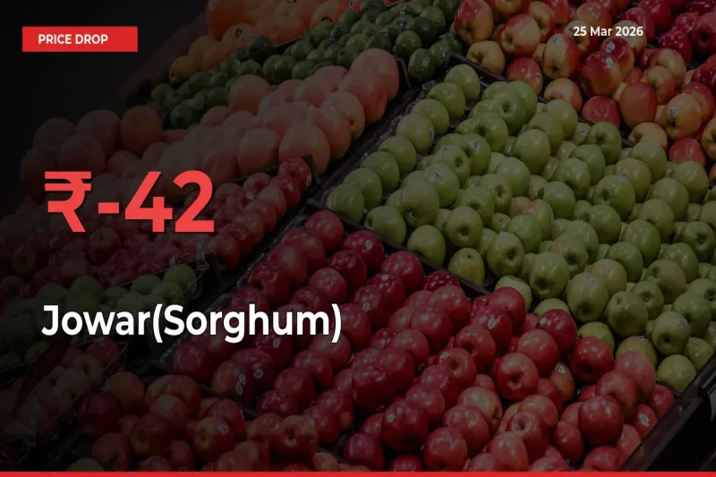 Jowar(Sorghum) Prices Drop 41.64% in 24 Hours at Major Mandis