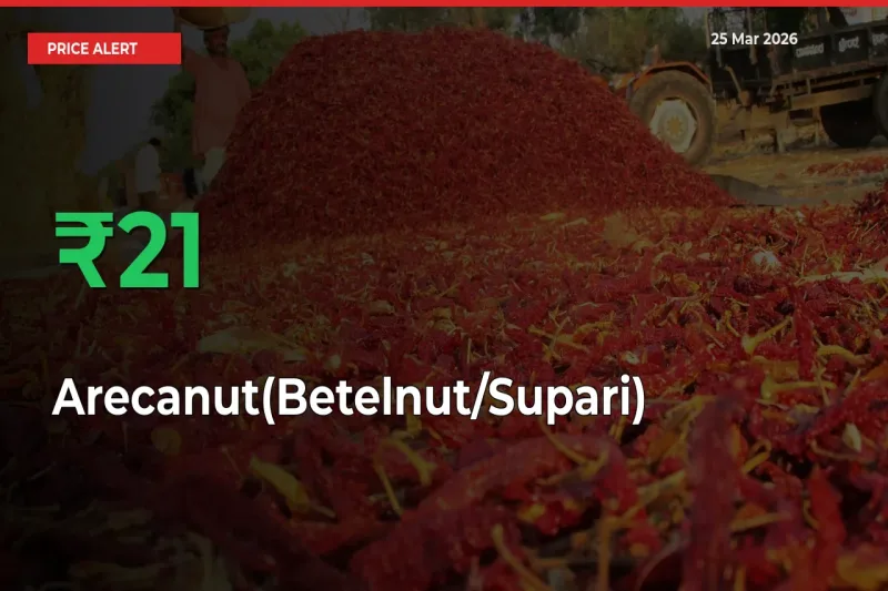 Why Arecanut(Betelnut/Supari) Prices Rose 21.17% in a Day at Mandis