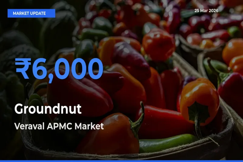 Groundnut Mandi Rate Today: Veraval APMC Tops the List