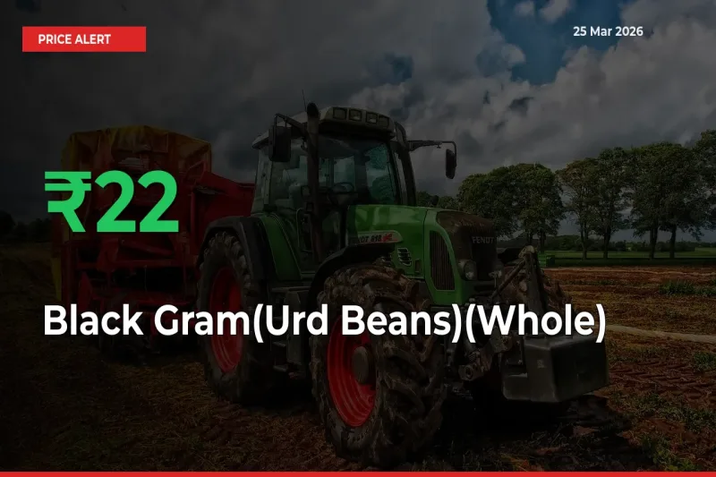 Why Black Gram(Urd Beans)(Whole) Prices Rose 21.62% in a Day at Mandis