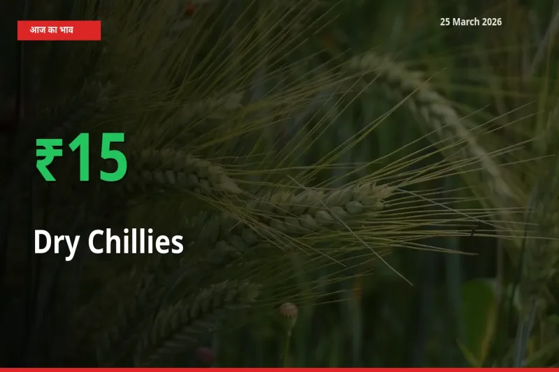 25 March अपडेट: सूखी लाल मिर्च के दाम मंडी में 15.19% उछले