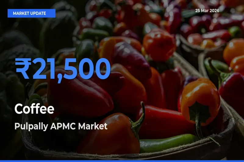 Farmers Prefer Pulpally APMC as Coffee Hits Highest Rate