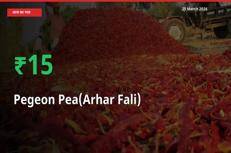 अरहर फली 15.04% उछला, मंडी