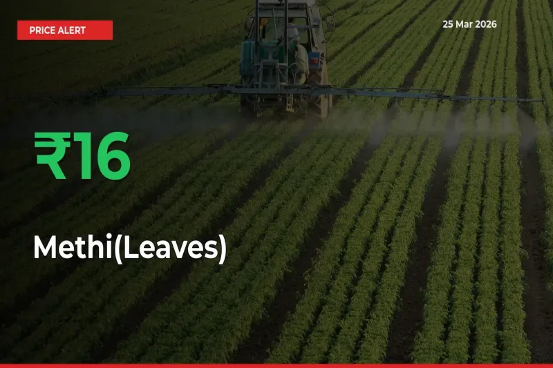 Sudden 16.18% Rally in Methi(Leaves) Prices Across Mandis
