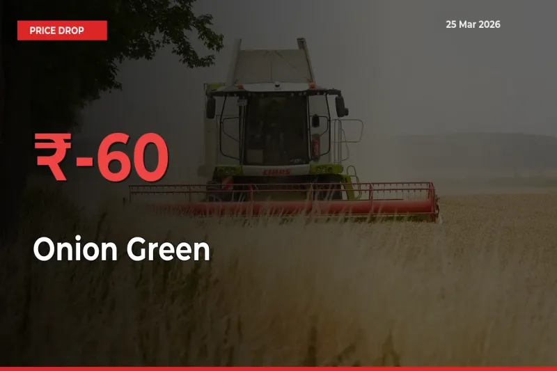 Onion Green Falls 60.16% at Mandis